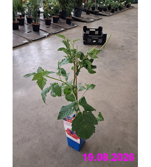 Rubus idaeus 'Malling Promise' RP 1,6 L